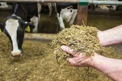 Agriculture News: दुधारू पशुओं को खिलाएं यह चीज, बढ़ जाएगी  दूध की मात्रा