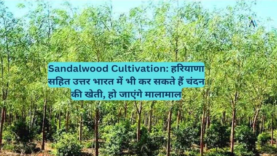 Sandalwood Cultivation: हरियाणा सहित उत्तर भारत में भी कर सकते हैं चंदन की खेती, हो जाएंगे मालामाल