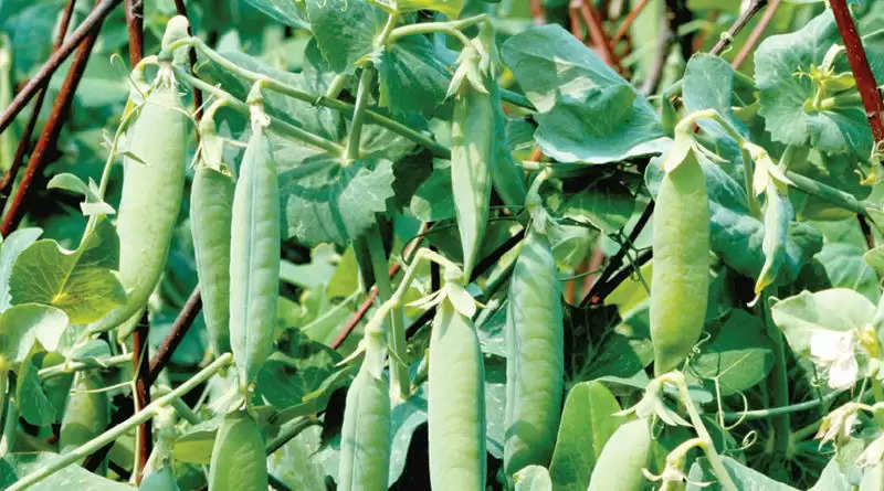 Pea cultivation: इन विधियों से बढ़ा सकते हैं मटर की पैदावार, जल्द आजमाएं किसान