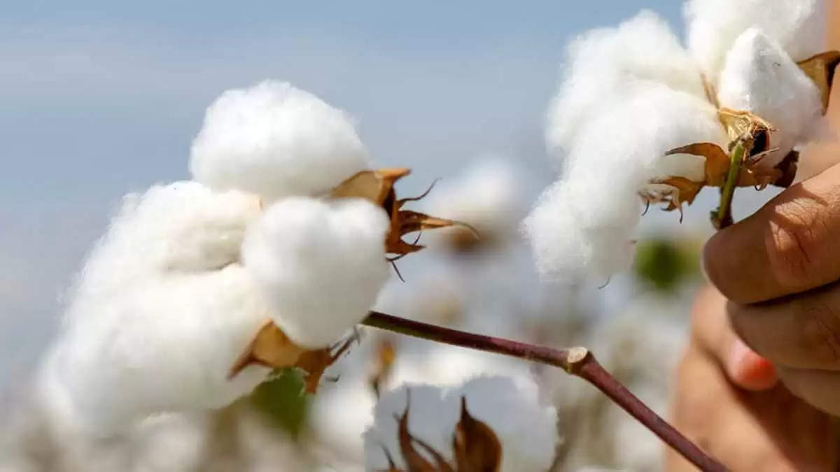 Cotton Price: इस मंडी में नरमा बिका 10,000 रुपये क्विंटल, किसानों की बढ़ी उम्मीद