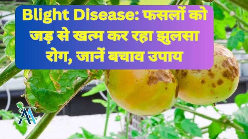 Blight Disease: फसलों को जड़ से खत्म कर रहा झुलसा रोग, जानें बचाव उपाय