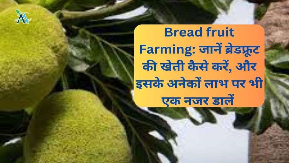 Bread fruit Farming: जानें ब्रेडफ्रूट की खेती कैसे करें, और इसके अनेकों लाभ पर भी एक नजर डालें