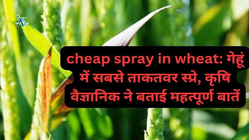 cheap spray in wheat: गेहूं में सबसे ताकतवर स्प्रे, कृषि वैज्ञानिक ने बताई महत्पूर्ण बातें