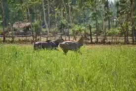 Protect Crops from Nilgai: नीलगाय और आवारा जानवरों से फसल को बचाएंगे ये घरेलू नुस्खे