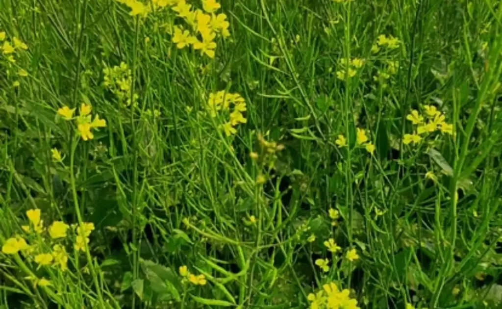 Mustard crop Mahu pest: सरसों की फसल में माहू कीट होगा जड़ से खत्म, करें इस कीटनाशक का स्प्रे