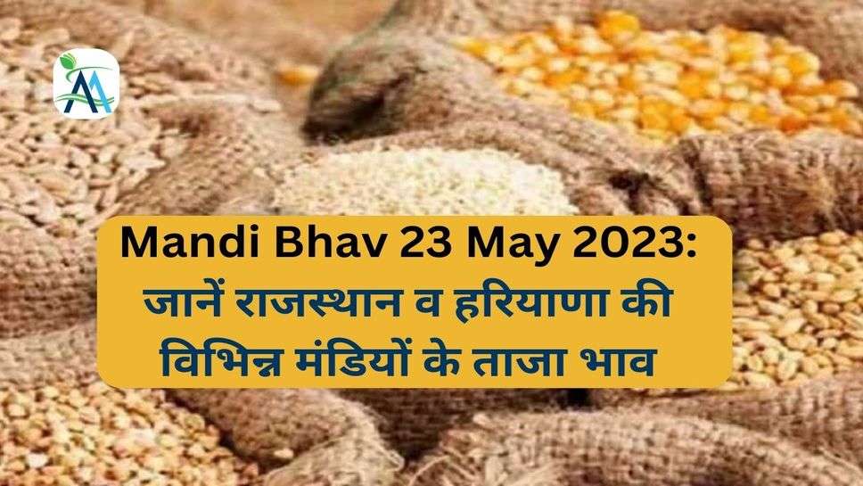 Mandi Bhav 23 May 2023: जानें राजस्थान व हरियाणा की विभिन्न मंडियों के ताजा भाव