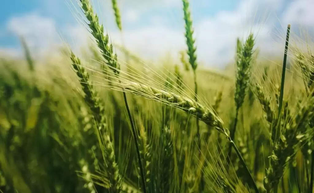 Wheat Good Yield: गेहूं में अच्छी उपज के लिए जनवरी माह में किये जाने वाले मुख्य कृषि कार्य