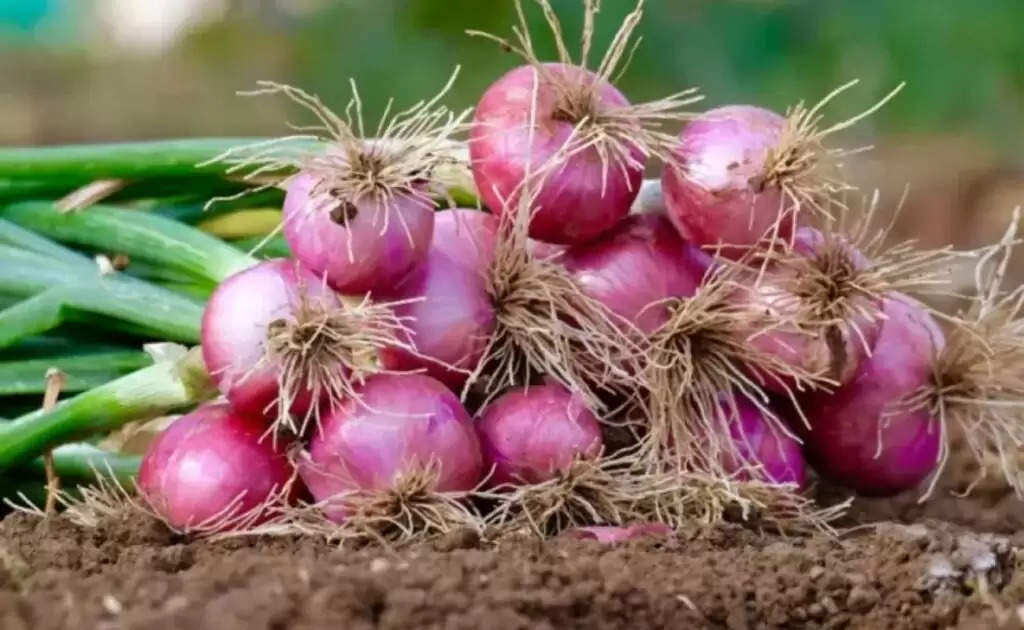 Disease Of Onion: प्याज की फसल में कब रोक दें पानी लगाना, साथ ही कीटों से बचाव का उपाय भी जानें