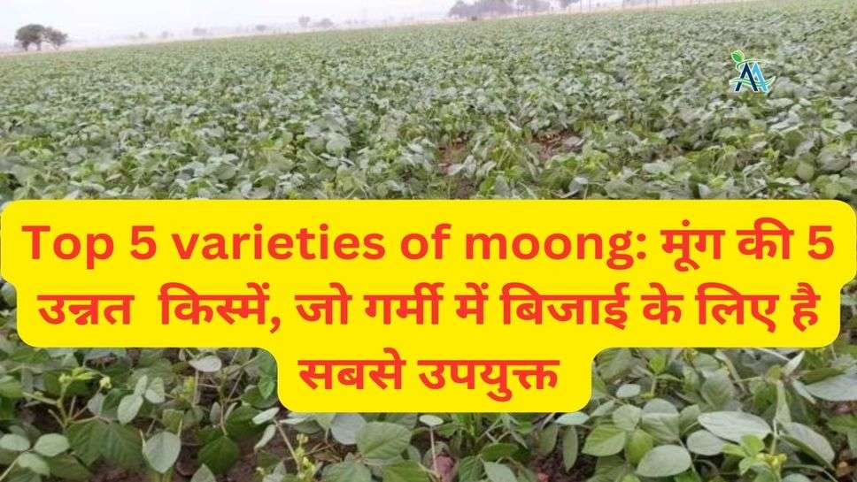 Top 5 varieties of moong: मूंग की 5 उन्नत  किस्में, जो गर्मी में बिजाई के लिए है सबसे उपयुक्त