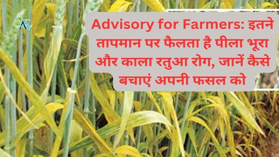 Advisory for Farmers: इतने तापमान पर फैलता है पीला भूरा और काला रतुआ रोग, जानें कैसे बचाएं अपनी फसल को