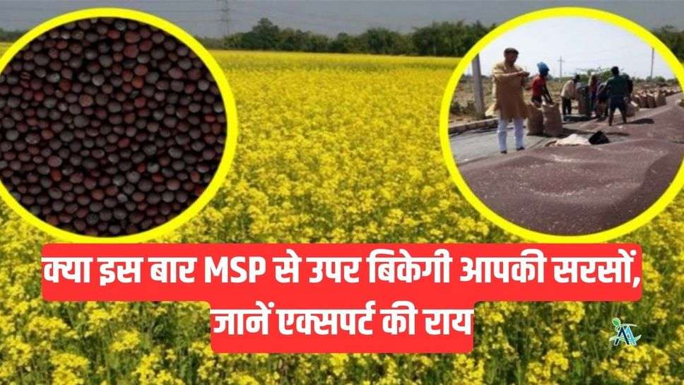 क्या इस बार MSP से उपर बिकेगी आपकी सरसों, जानें एक्सपर्ट की राय