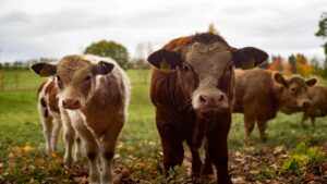 Cow: पालें इन नस्लों की गाय, प्रतिदिन मिलेगा 50 लीटर से ज्यादा दूध