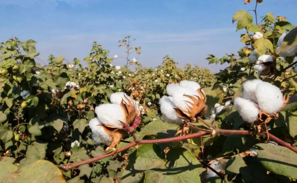 Cotton Farming: कपास की खेती में कौन सी डाले खाद, जानें कौन सा उर्वरक सबसे बेहतर