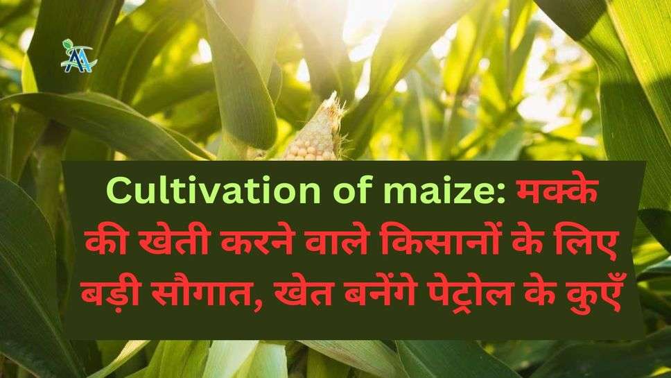 Cultivation of maize: मक्के की खेती करने वाले किसानों के लिए बड़ी सौगात, खेत बनेंगे पेट्रोल के कुएँ
