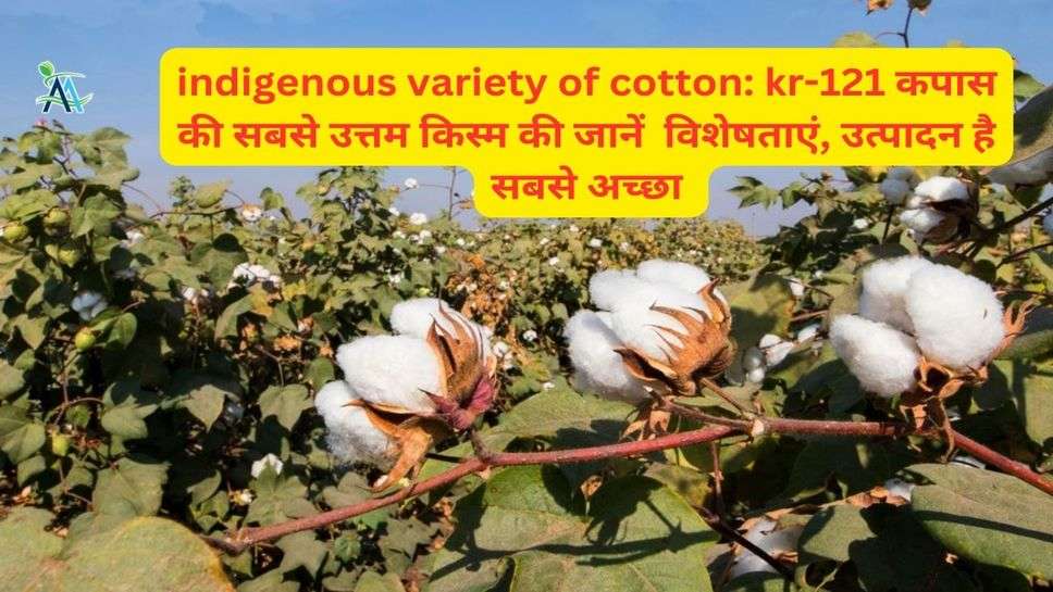indigenous variety of cotton: kr-121 कपास की सबसे उत्तम किस्म की जानें  विशेषताएं, उत्पादन है सबसे अच्छा