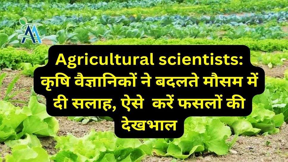 Agricultural scientists: कृषि वैज्ञानिकों ने बदलते मौसम में दी सलाह, ऐसे  करें फसलों की देखभाल