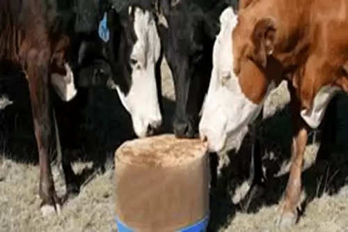 urea mixed straw: दुधाऊ पशुओं को डाले  यूरिया वाला भूसा, थोड़े दिनों में बढ़ जाएगा दूध
