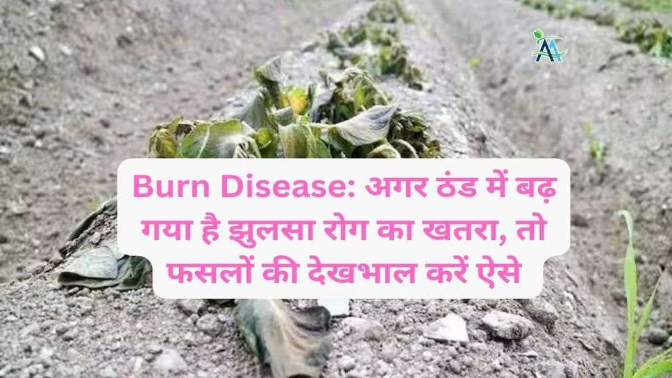 Burn Disease: अगर ठंड में बढ़ गया है झुलसा रोग का खतरा, तो फसलों की देखभाल करें ऐसे