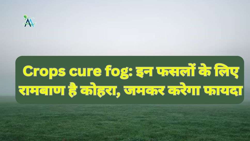 Crops cure fog: इन फसलों के लिए रामबाण है कोहरा, जमकर करेगा फायदा
