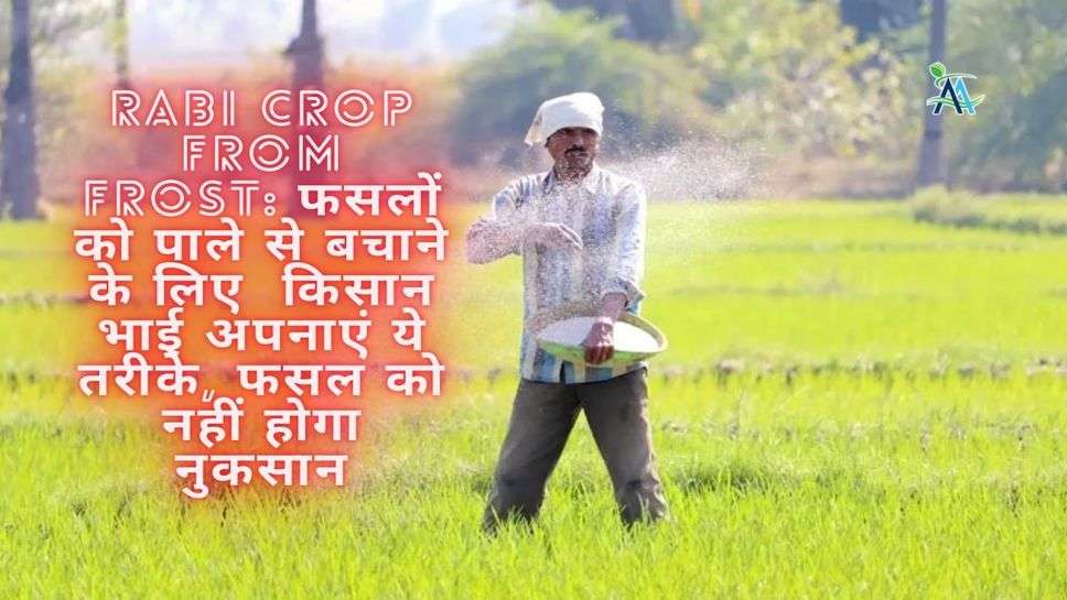 Rabi Crop From Frost: फसलों को पाले से बचाने के लिए  किसान भाई अपनाएं ये तरीके, फसल को नहीं होगा नुकसान