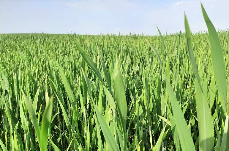 Wheat PGR experiment: गेहूं में पैदावार बढ़ाने वाला PGR का प्रयोग कब करें,  जानें संपूर्ण जानकारी