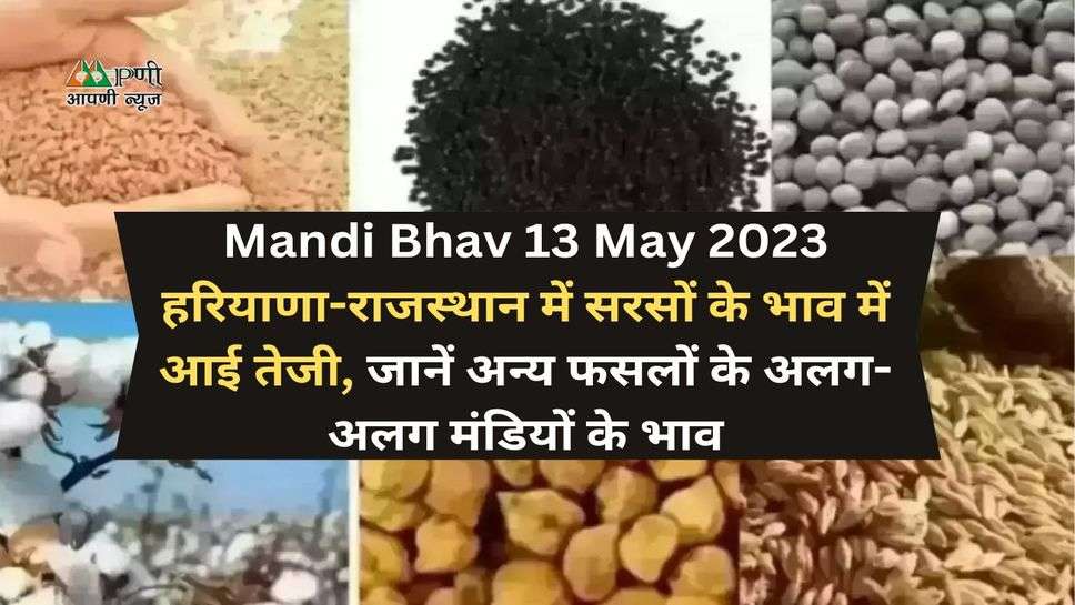 Mandi Bhav 13 May 2023: हरियाणा-राजस्थान में सरसों के भाव में आई तेजी, जानें अन्य फसलों के अलग-अलग मंडियों के भाव
