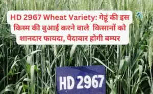HD 2967 Wheat Variety: गेहूं की इस किस्म की बुआई करने वाले  किसानों को शानदार फायदा, पैदावार होगी बम्पर