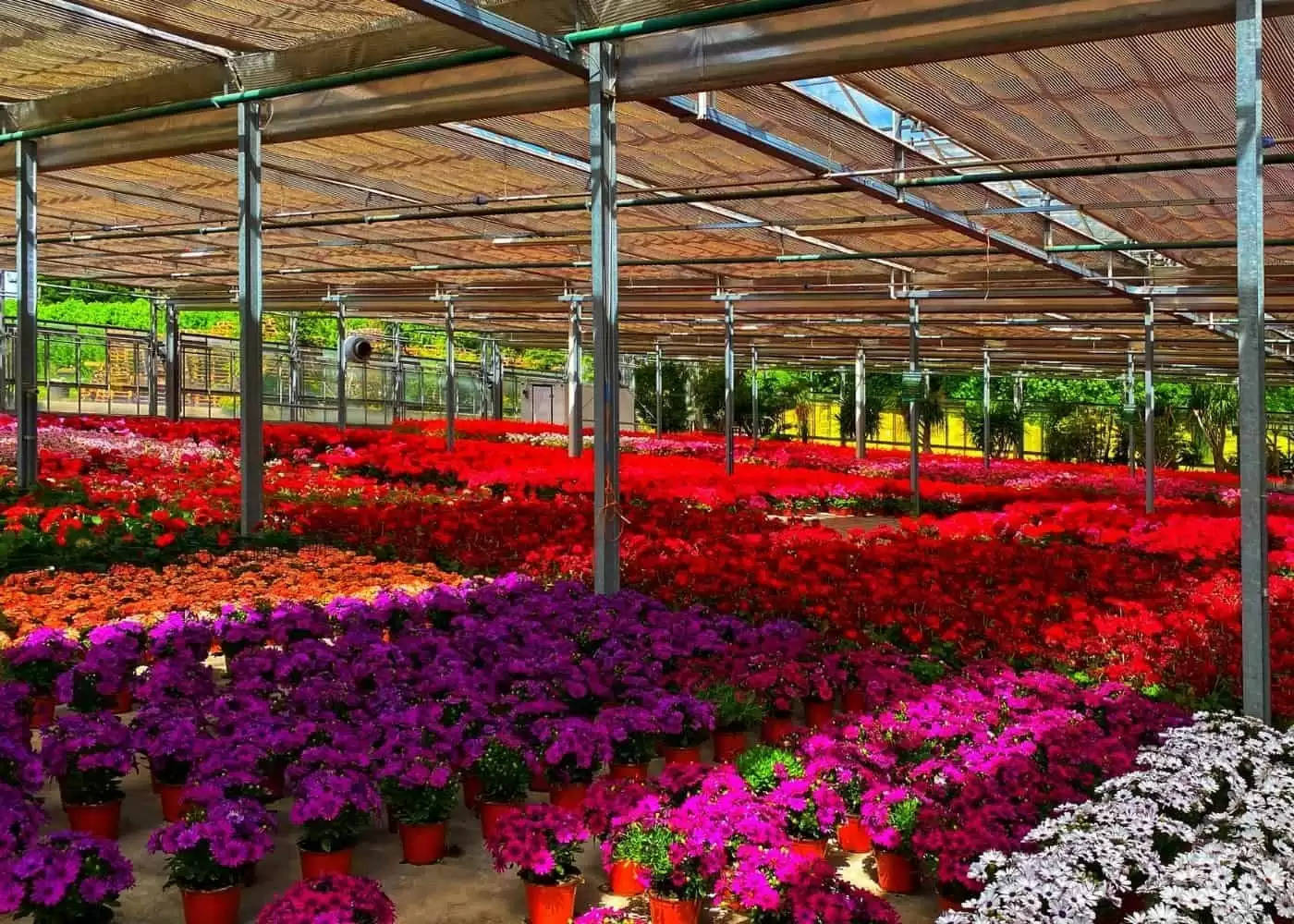 Plant Nursery: पौधों की नर्सरी लगाकर कमायें लाखों रूपये महीना, जानें तरीका