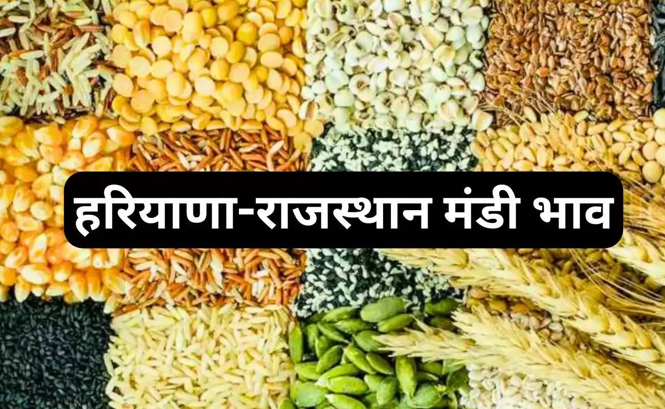 Mandi Bhav 22 December 2023: ग्वार, नरमा, कपास, सरसों, धान, तिल सहित अन्य फसलों के देखें ताजा भाव