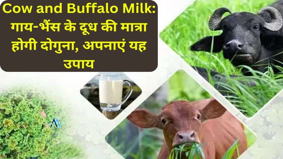 Cow and Buffalo Milk:  गाय-भैंस के दूध की मात्रा होगी दोगुना, अपनाएं यह उपाय