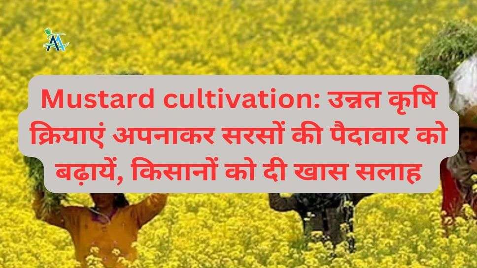 Mustard cultivation: उन्नत कृषि क्रियाएं अपनाकर सरसों की पैदावार को बढ़ायें, किसानों को दी खास सलाह