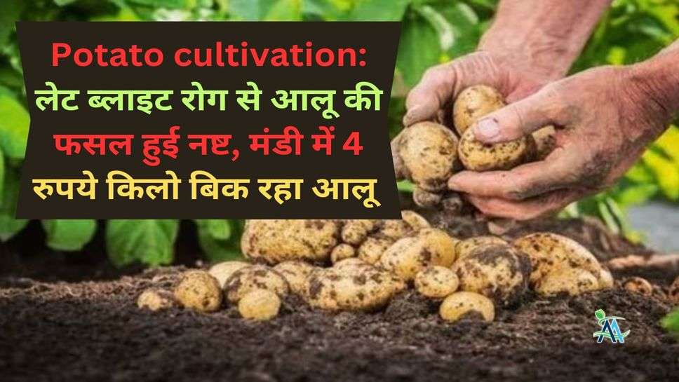Potato cultivation: लेट ब्लाइट रोग से आलू की फसल हुई नष्ट, मंडी में 4 रुपये किलो बिक रहा आलू