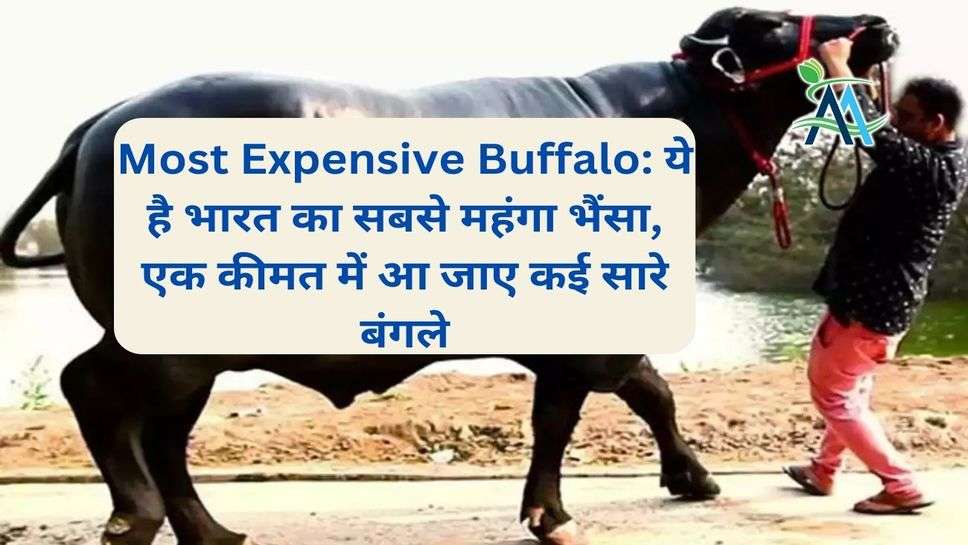 Most Expensive Buffalo: ये है भारत का सबसे महंगा भैंसा, एक कीमत में आ जाए कई सारे बंगले