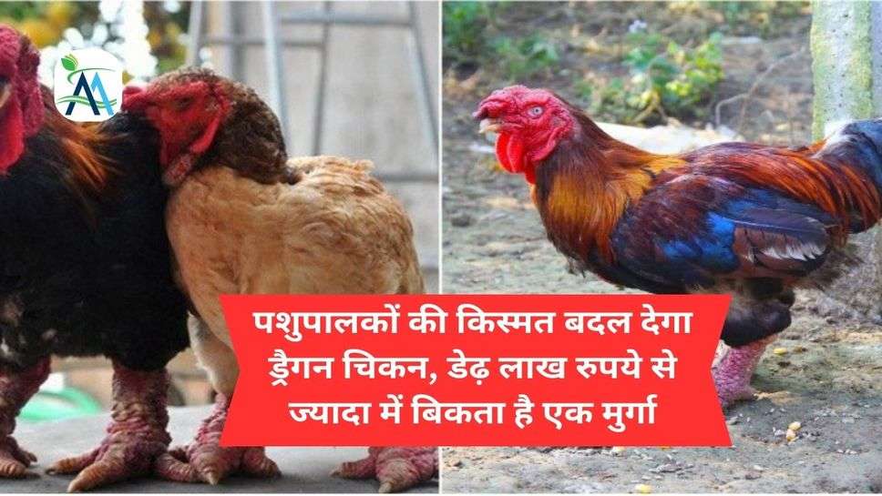 पशुपालकों की किस्मत बदल देगा ड्रैगन चिकन, डेढ़ लाख रुपये से ज्यादा में बिकता है एक मुर्गा