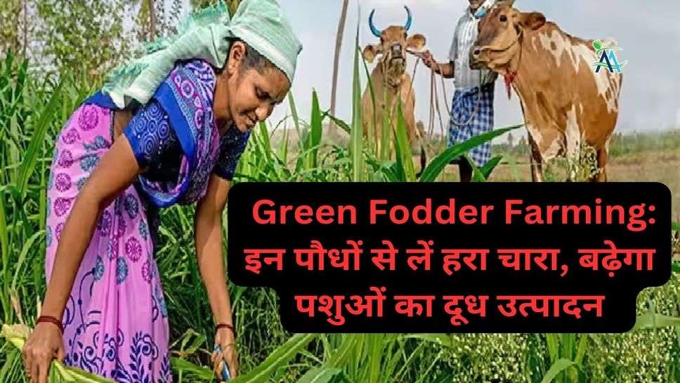 Green Fodder Farming: इन पौधों से लें हरा चारा, बढ़ेगा पशुओं का दूध उत्पादन