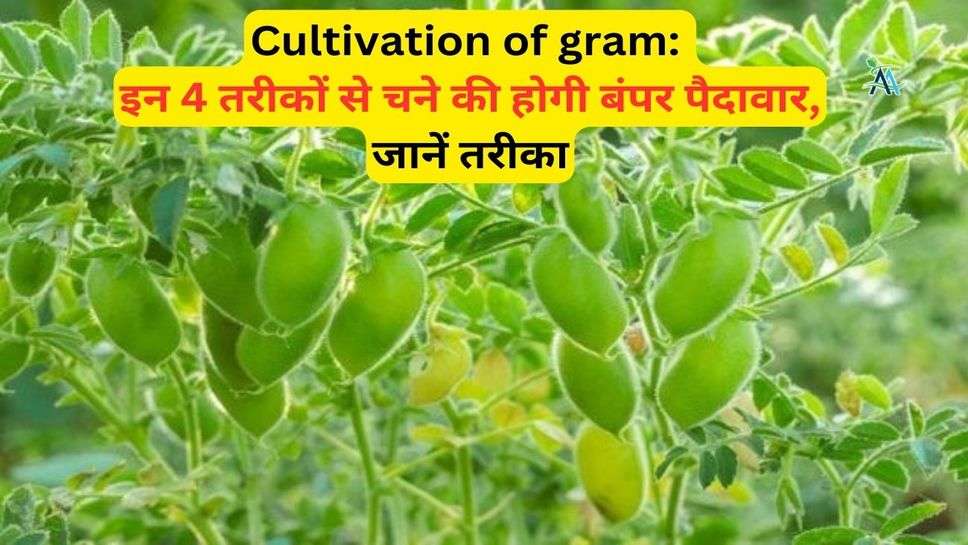 Cultivation of gram: इन चार तरीकों से चने की होगी बंपर पैदावार, जानें तरीका