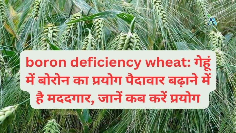 boron deficiency wheat: गेहूं में बोरोन का प्रयोग पैदावार बढ़ाने में है मददगार, जानें कब करें प्रयोग
