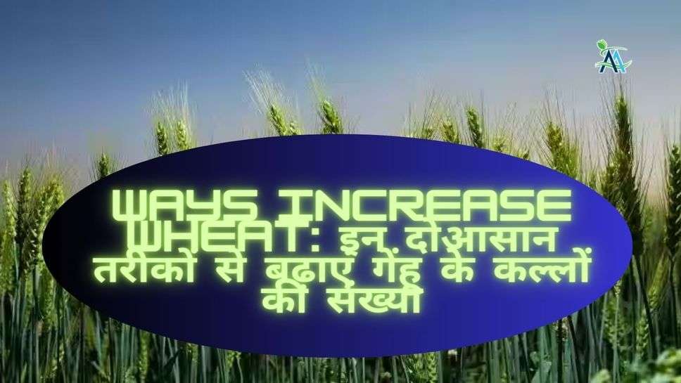 Ways increase wheat: इन दोआसान तरीकों से बढ़ाएं गेंहू के कल्लों की संख्या