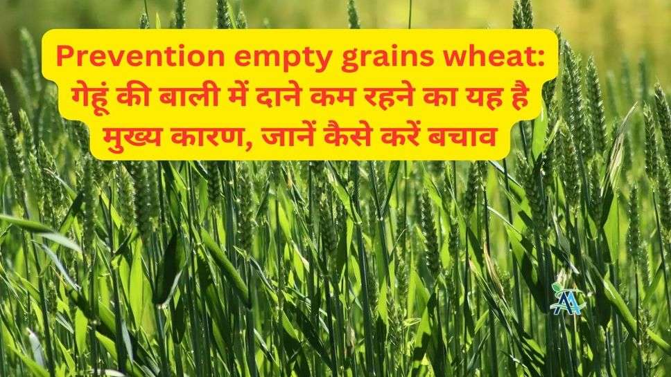Prevention empty grains wheat: गेहूं की बाली में दाने कम रहने का यह है मुख्य कारण, जानें कैसे करें बचाव