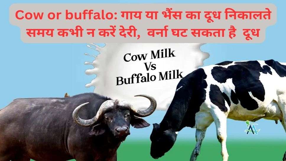 Cow or buffalo: गाय या भैंस का दूध निकालते समय कभी न करें देरी,  वर्ना घट सकता है  दूध