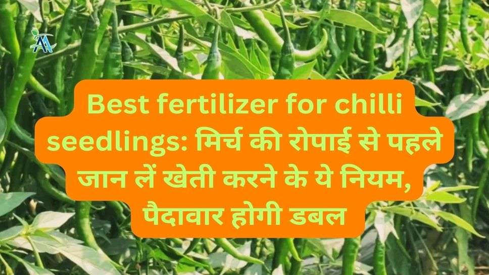 Best fertilizer for chilli seedlings: मिर्च की रोपाई से पहले जान लें खेती करने के ये नियम, पैदावार होगी डबल