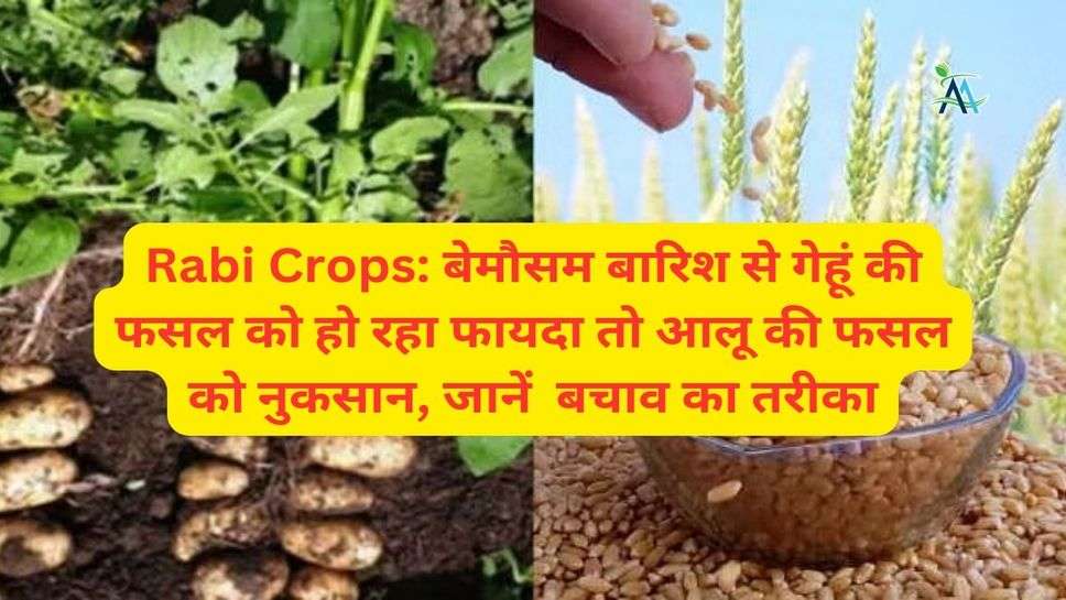 Rabi Crops: बेमौसम बारिश से गेहूं की फसल को हो रहा फायदा तो आलू की फसल को नुकसान, जानें  बचाव का तरीका