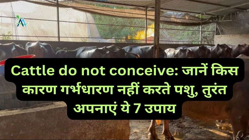 Cattle do not conceive: जानें किस कारण गर्भधारण नहीं करते पशु, तुरंत अपनाएं ये 7 उपाय