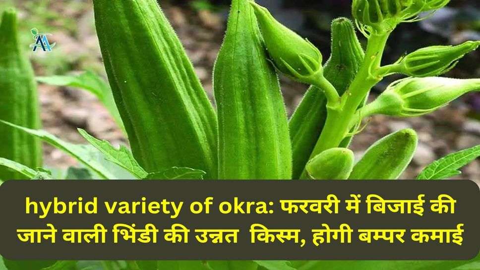 hybrid variety of okra: फरवरी में बिजाई की जाने वाली भिंडी की उन्नत  किस्म, होगी बम्पर कमाई