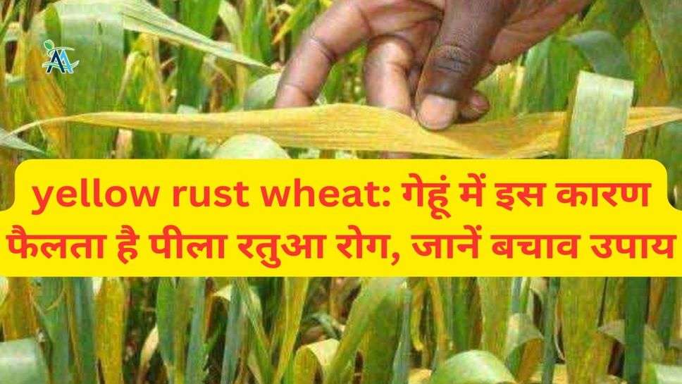 yellow rust wheat: गेहूं में इस कारण फैलता है पीला रतुआ रोग, जानें बचाव उपाय