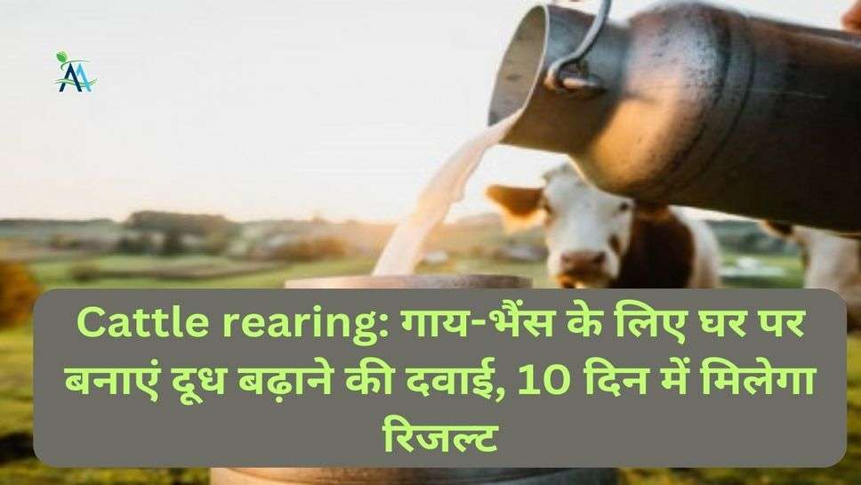 Cattle rearing: गाय-भैंस के लिए घर पर बनाएं दूध बढ़ाने की दवाई, 10 दिन में मिलेगा रिजल्ट
