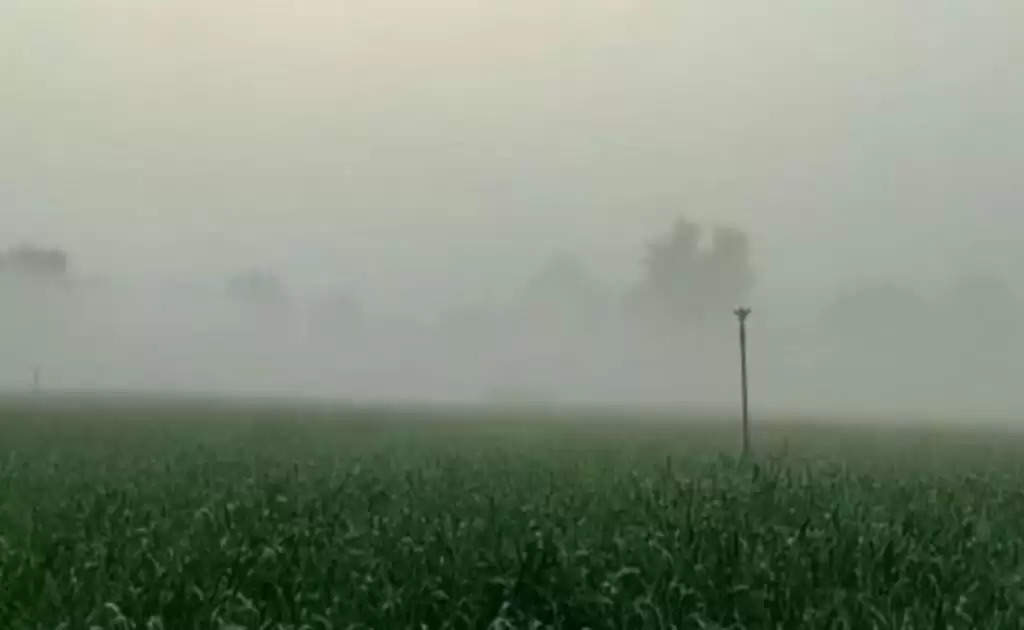 Wheat Crop: मौसम गेंहू की फसल केअनुकूल, कृषि एक्सपर्ट ने बताया गेहूं को केसे होगा फायदा