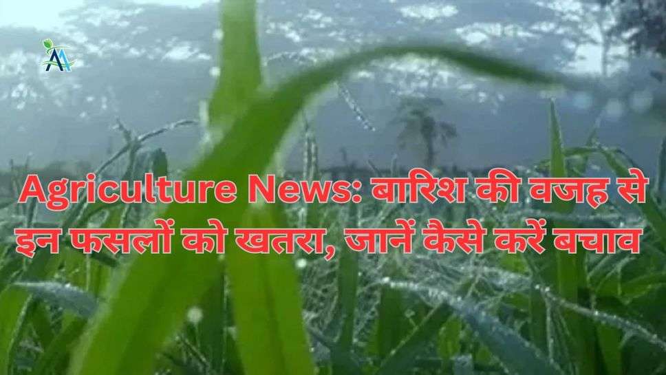 Agriculture News: बारिश की वजह से इन फसलों को खतरा, जानें कैसे करें बचाव