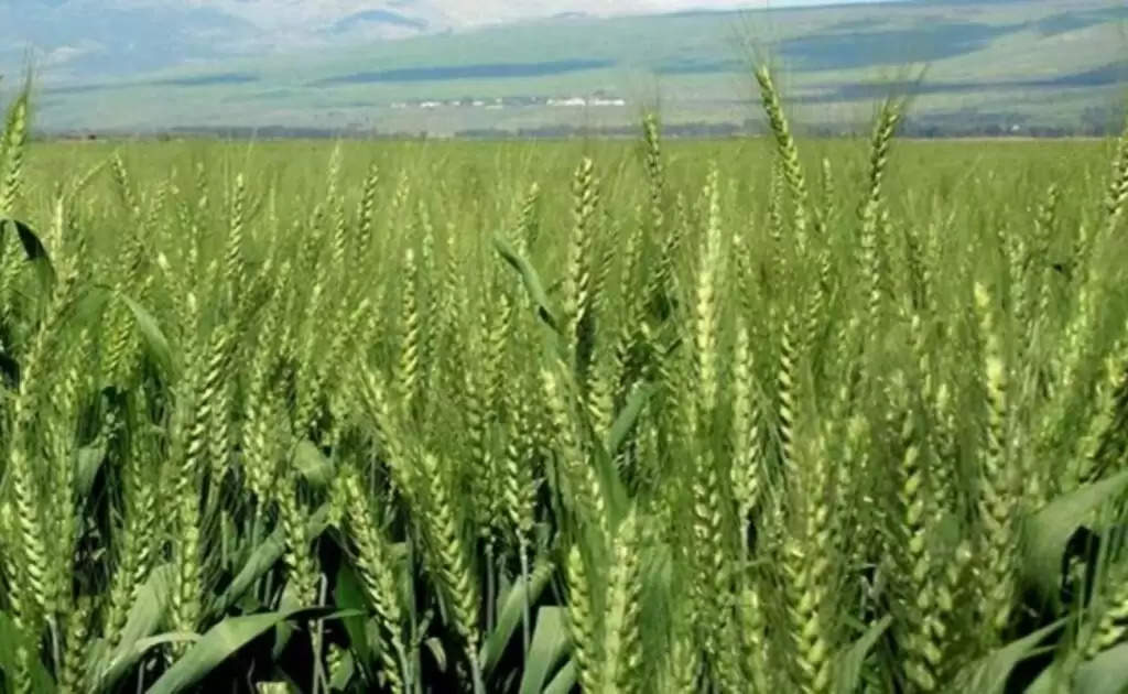 Agricultural scientists: कृषि वैज्ञानिकों ने बदलते मौसम में दी सलाह, ऐसे  करें फसलों की देखभाल