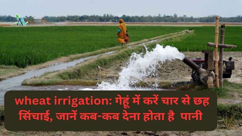 wheat irrigation: गेहूं में करें चार से छह सिंचाई, जानें कब-कब देना होता है  पानी